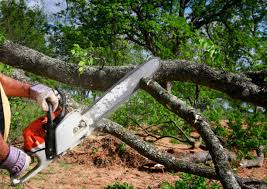 Best Organic Lawn Care Solutions  in Highland Park, TX