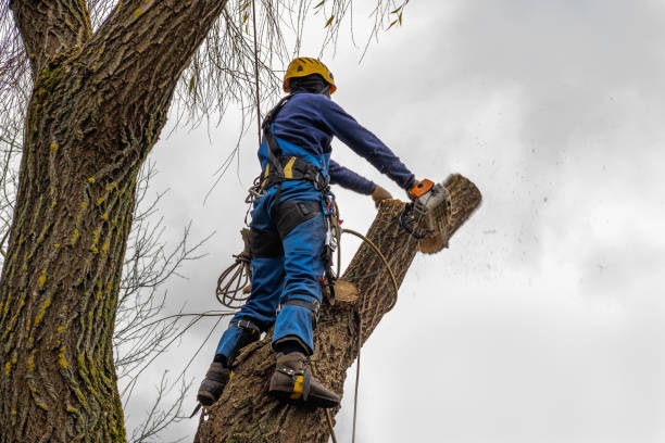 Best Aeration Services  in Highland Park, TX